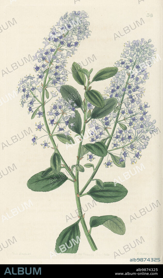 Blueblossom, blue blossom ceanothus or thyrse-bearing ceanothus, Ceanothus thyrsiflorus. Evergreen shrub native to Oregon and California, collected by Scottish botanist David Douglas. Flowered at the garden of the Horticultural Society. Handcoloured copperplate engraving by George Barclay printed in blue ink after a botanical illustration by Sarah Drake from Edwards Botanical Register, continued by John Lindley, published by James Ridgway, London, 1844.