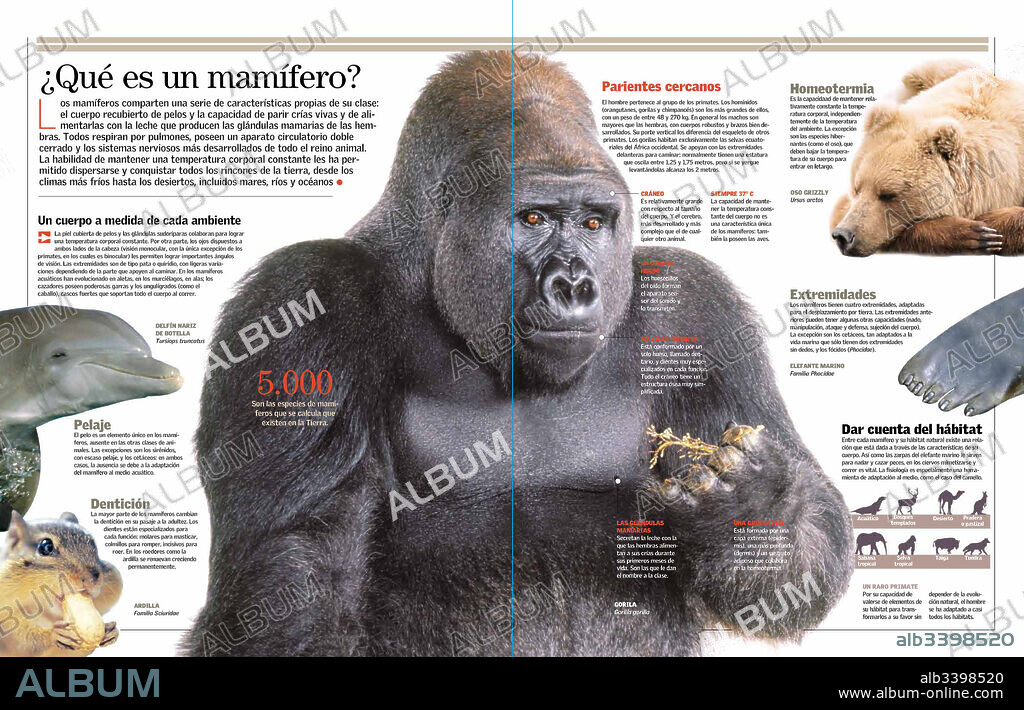 ¿Qué es un mamífero?. Infografía sobre las características generales de los mamíferos.
