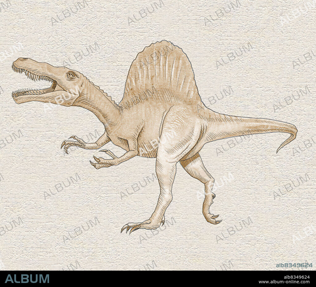 Spinosaurus was one of the largest carnivorous dinosaurs. This predator, which measured about 45 ft. (14 m) in length, lived on the North African coast about 95 million years ago. It had a skin sail on its back and powerful jaws, similar to those of crocodiles.