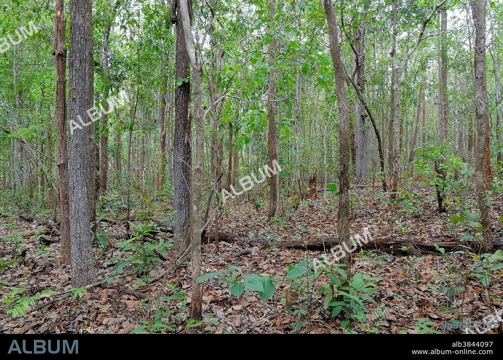 Semi-evergreen forest, Phnom Prich Wildlife Sanctuary, Mondulkiri, Cambodia.