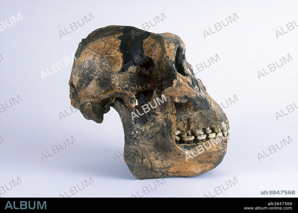 Resin cast of Paranthropus boisei (originally called Zinjanthropus boisei and then Australopithecus boisei), known as Nutcracker Man, a hominid that lived in Africa around 1.75 million years ago. It was found by Mary Leakey in the Olduvai Gorge, Tanzania, in 1959.