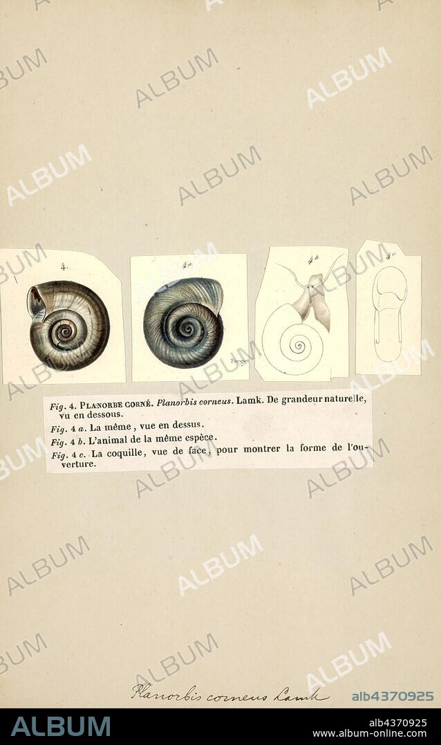 Planorbis, Print, Planorbis is a genus of air-breathing freshwater snails, aquatic pulmonate gastropod mollusks in the family Planorbidae, the ram's horn snails, or planorbids. All species in this genus have sinistral or left-coiling shells.