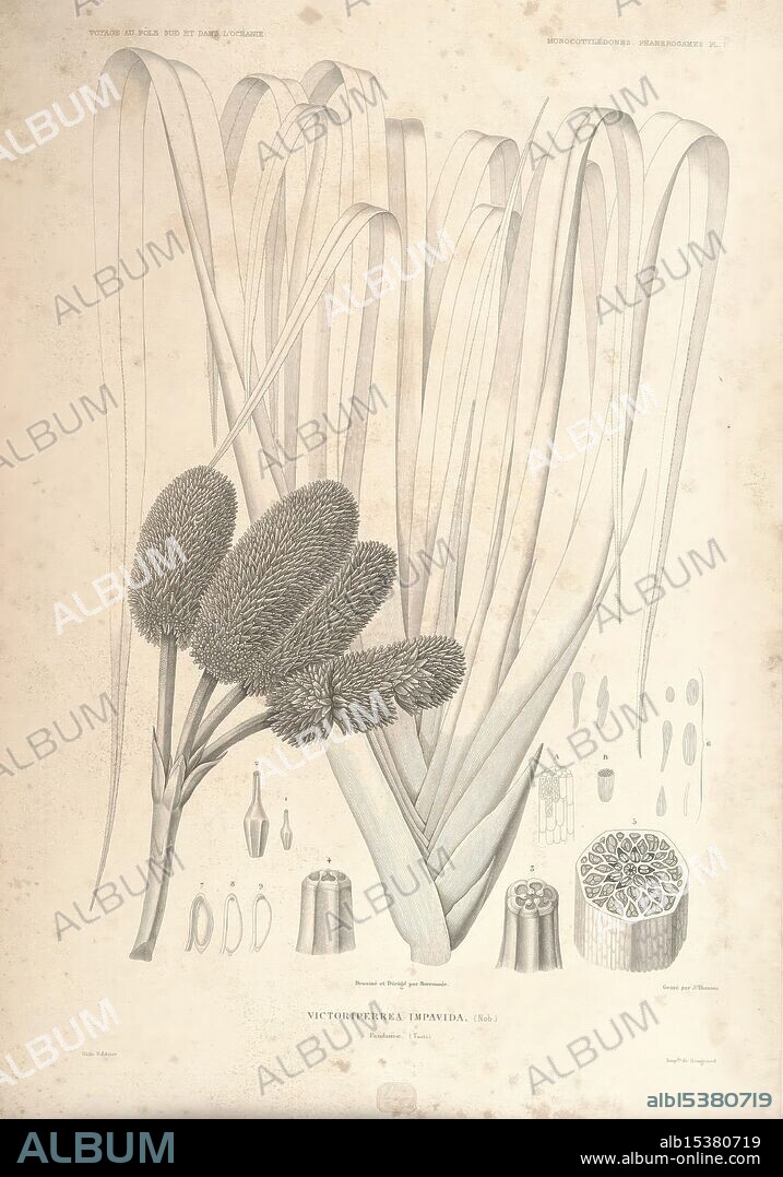 Botanique, Paris, Gide et Cie, 1845-1853., A botanical illustration showcasing the plant known as Victoria regia, also referred to as the giant water lily. The composition features elongated, ribbon-like leaves rising gracefully, along with the distinctive spherical flower buds that characterize this aquatic species. Surrounding the central elements are detailed sketches of various plant parts, including seeds, cross-sections, and reproductive structures, offering an in-depth look at the anatomy and morphology of the plant. The intricate detailing highlights the unique features of Victoria regia, emphasizing its significance in botanical study and the natural world.