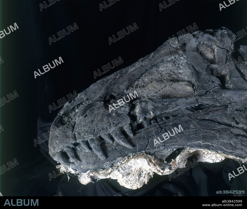 Skull of an Acrocanthosaurus, a theropod dinosaur from Early Cretaceous Oklahoma, photographed at the Black Hills Institute of Geological Research.