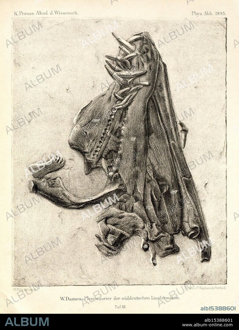 Die, Plesiosaurier, der, süddeutschen, Liasformation, Berlin, Konigl, Akademie, der, Wissenschaften, 1895, Germany, Paleontology, Jurassic, Plesiosauria, This illustration depicts a fossilized skeletal remains of a marine reptile, specifically a Plesiosaur, known for its long neck and paddle-like limbs. The detailed rendering showcases the intricacies of the bones, including the skull, vertebrae, and limb structure, providing insight into the anatomy and form of these ancient creatures. The accompanying annotations highlight specific features and aspects of the fossil, suggesting it originated from a geological formation known for its rich paleontological significance. This work serves as an educational piece, contributing to the understanding of prehistoric marine life and the evolutionary history of reptiles.