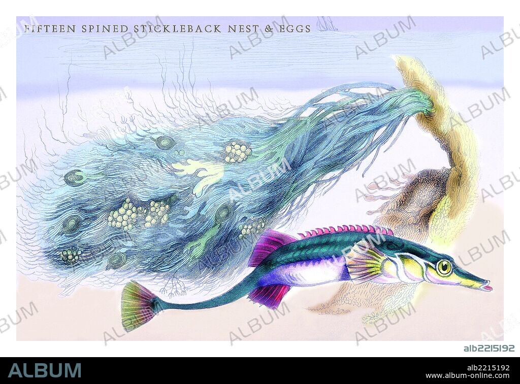 Lithographs of British fish done for Sir William Jardine and his naturalist library publications.