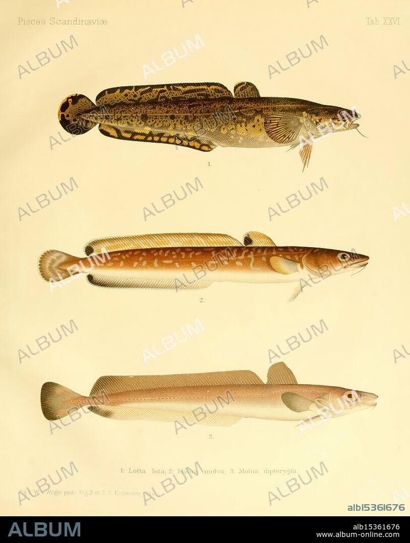 A history of Scandinavian fishes, 1892-1895, identification, Scandinavia, fishes, classification, A detailed illustration of three aquatic species, showcasing their distinct features and anatomical structure. The top specimen, labeled as I. Lota lota, displays an elongated body with mottled patterns indicative of its habitat. The middle specimen, identified as M. Molva molva, features a more streamlined shape and a pronounced dorsal fin, hinting at its predatory nature. The bottom specimen, denoted as M. Dipterygius, presents a sleek form and lighter coloration, typical of its environment. Each illustration is meticulously rendered, highlighting the unique characteristics and differences among these fish species.