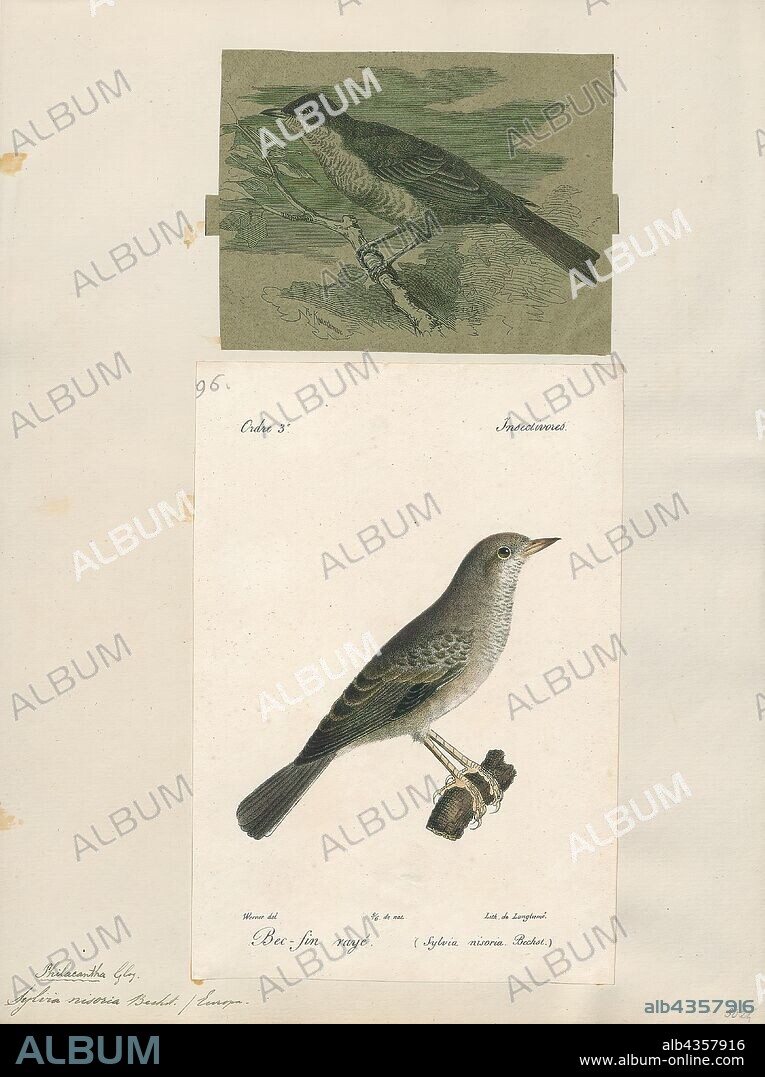 Sylvia nisoria, Print, The barred warbler (Sylvia nisoria) is a typical warbler which breeds across temperate regions of central and eastern Europe and western and central Asia. This passerine bird is strongly migratory, and winters in tropical eastern Africa., 1700-1880.