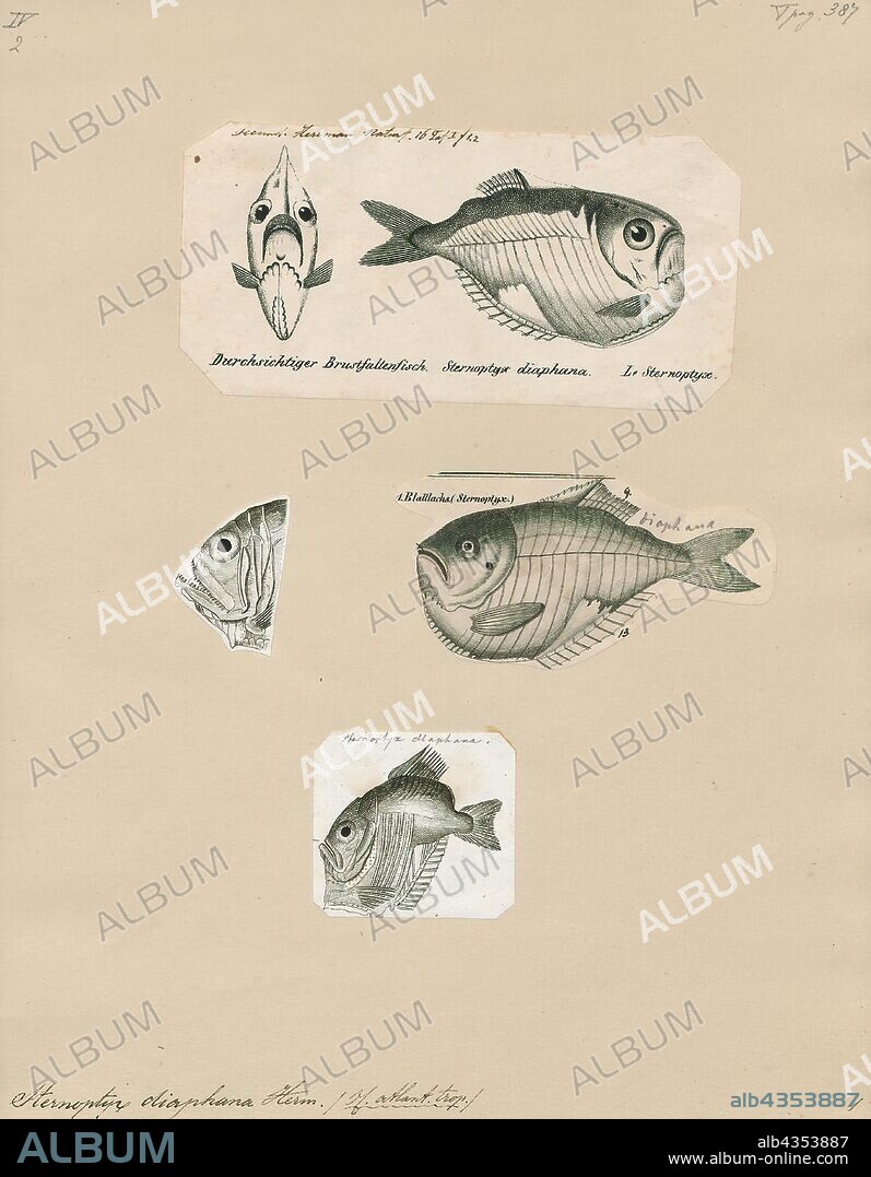 Sternoptyx diaphana, Print, Sternoptyx diaphana, the diaphanous hatchetfish, is a species of deep sea ray-finned fish in the family Sternoptychidae. It is the type species of the genus Sternoptyx, and was first described by the French naturalist Johann Hermann in 1781., 1700-1880.