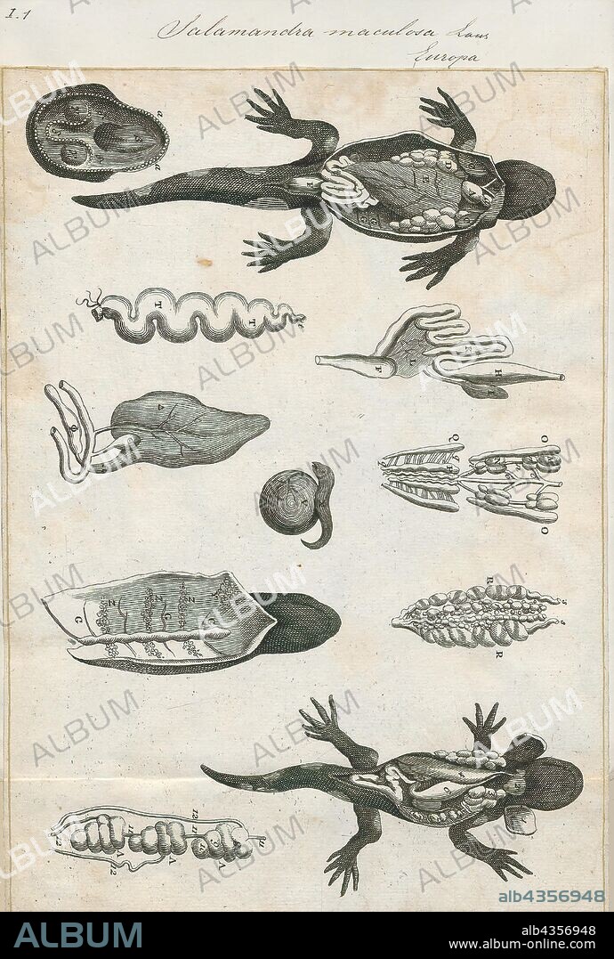 Salamandra maculosa, Print, Salamandra is a genus of six species of salamanders localized in central and southern Europe, Northern Africa, and western Asia., intestines.