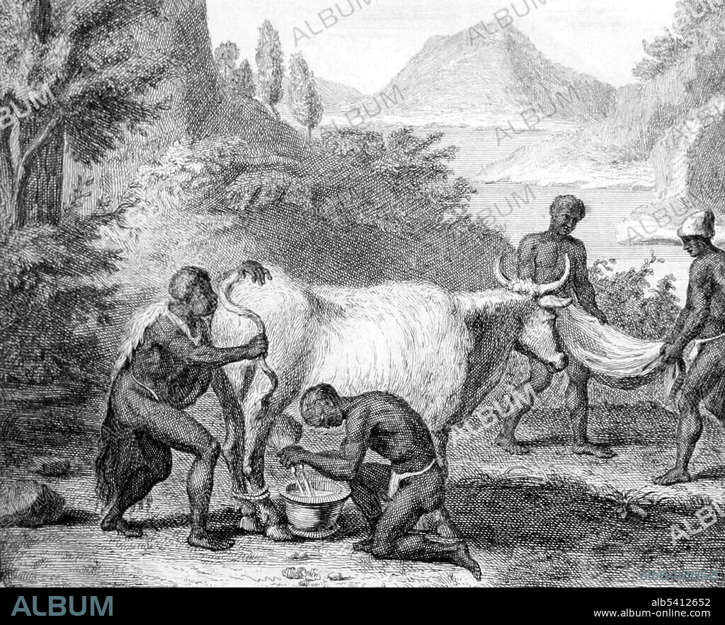 Aardige manier van koejen te melken en boter te maken (Nice way to milk cows and make butter). The Khoikhoi are the traditionally nomadic pastoralist non-Bantu indigenous population of southwestern Africa. The Khoikhoi use a technique called cow blowing (Kuhblasen, phooka, or doom dev) in which forceful blowing of air into a cow's anus (or sometimes vagina) is applied to induce her to produce more milk. Peter Kolbe (1675-1726) was a Dutch astronomer and naturalist. He is best remembered for his publication Naauwkeurige beschryving van de Kaap de Goede Hoop, describing the geography, climate, flora and fauna, followed by an accurate study of the Hottentots (Khoikhoi), covering their language, religion, lifestyle and customs. Image appeared in: Naauwkeurige beschryving van de Kaap de Goede Hoop by Peter Kolbe, 1727.