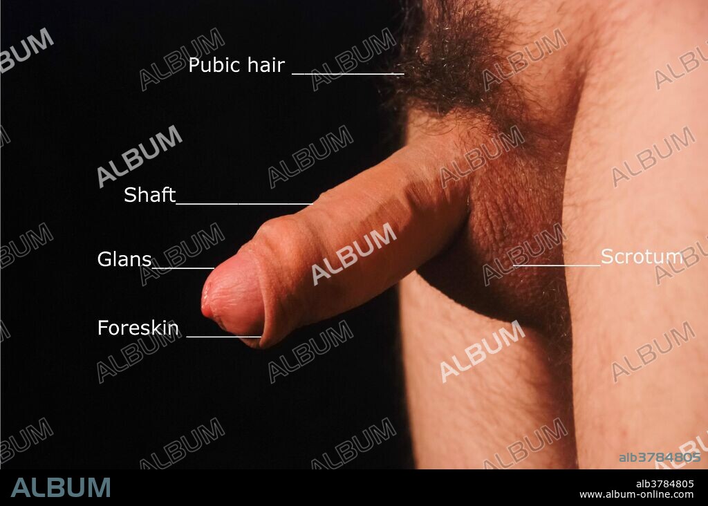 Labeled image of uncircumcised penis.