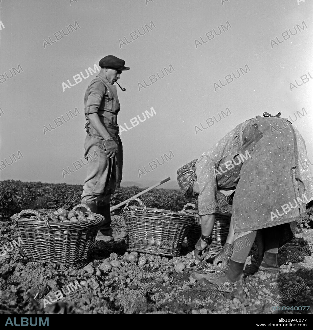 A farmer couple from the Eifel region harvesting potatoes, Germany 1930s.