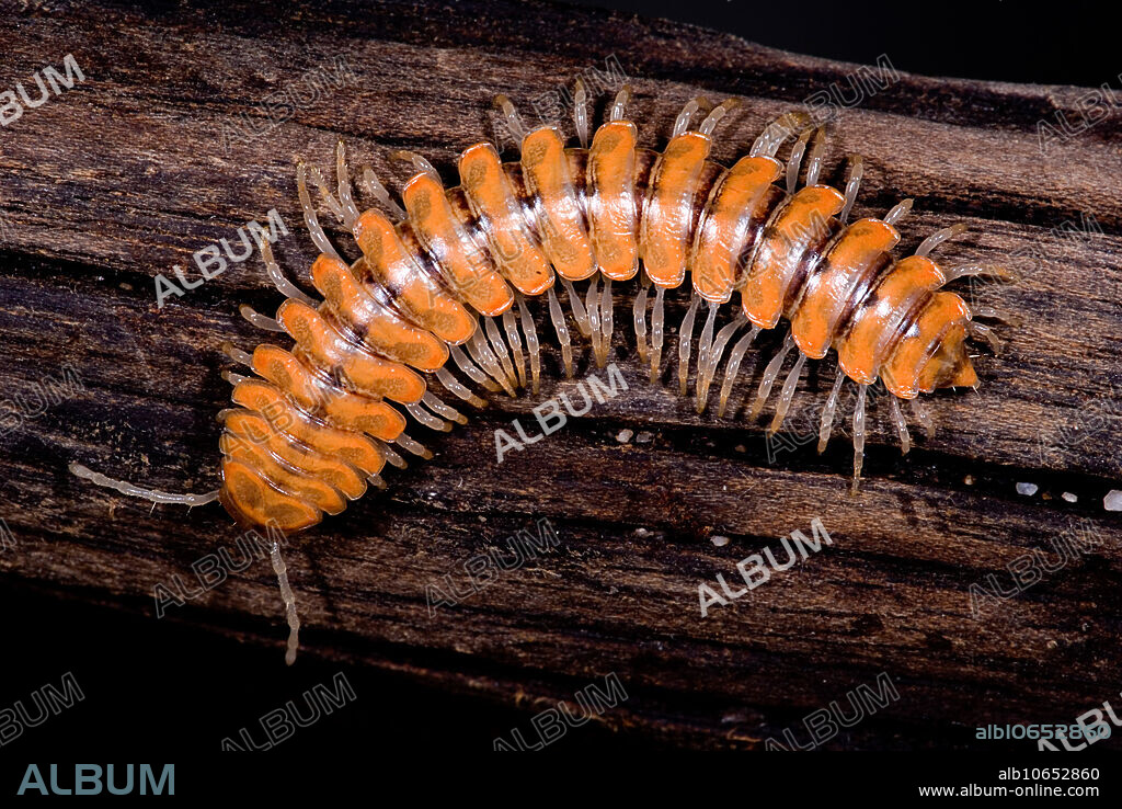 California is home to the world's only known group of bioluminescent millipedes, genus Motyxia. The light produced by these millipedes apparently ranges from white to greenish white. Motyxia sequoia alia is one of the bioluminescent species from the southern Sierra Nevada range. Compare with images photographed by it's own light.