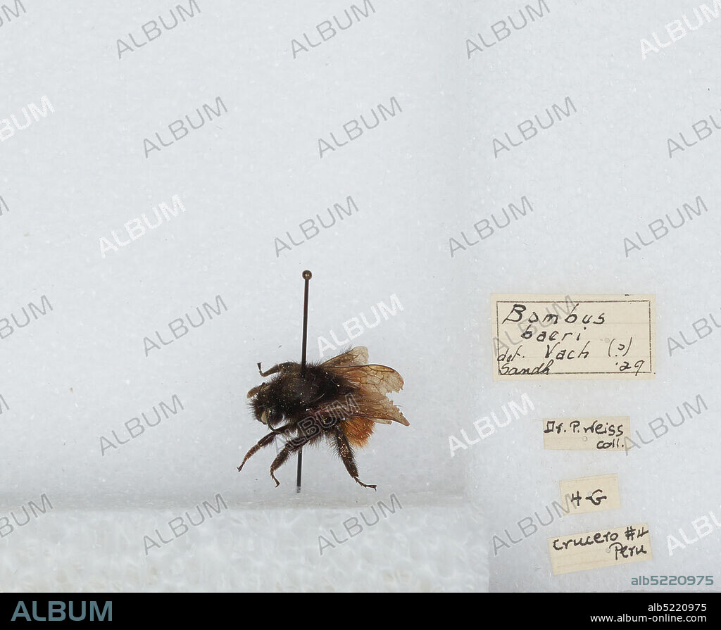 Crucero District, Peru, Bombus (Coccineobombus) baeri Vachal, Animalia, Arthropoda, Insecta, Hymenoptera, Apidae, Apinae.