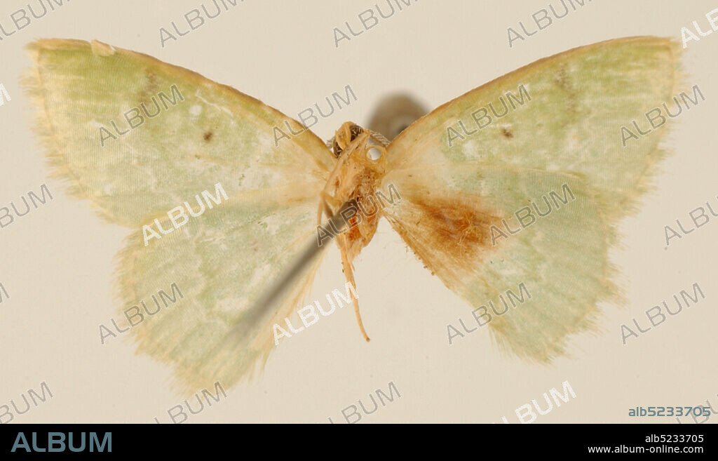 Pinned, San Antonio, Valle del Cauca, Colombia, Lissochlora viridifimbria Dognin, 1911, Animalia, Arthropoda, Insecta, Lepidoptera, Geometridae, Geometrinae.
