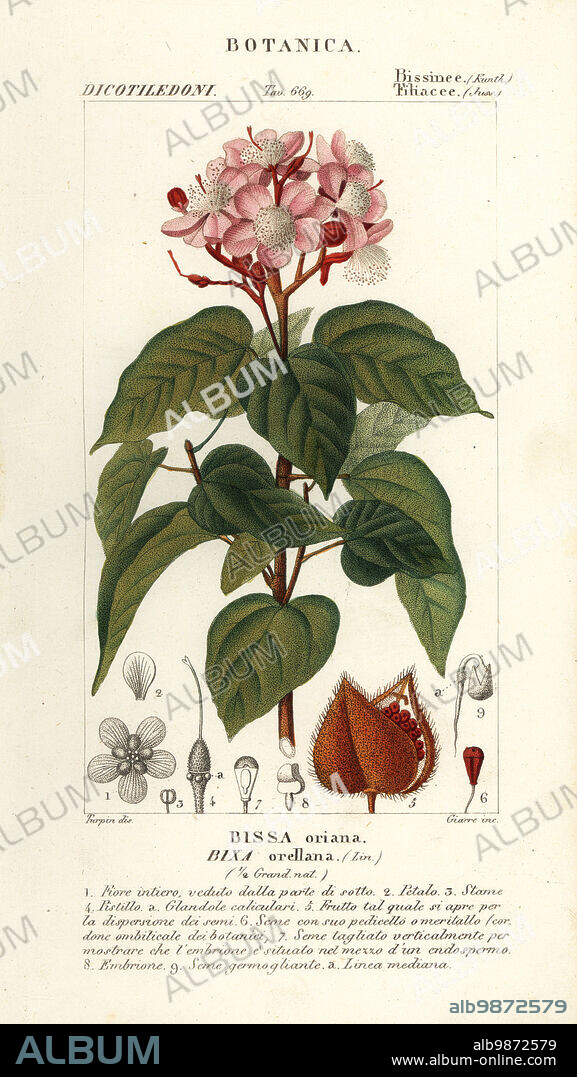 Achiote, lipstick tree or annatto plant, Bixa orellana. Bissa oriana. Handcoloured copperplate stipple engraving from Antoine Laurent de Jussieu's Dizionario delle Scienze Naturali, Dictionary of Natural Science, Florence, Italy, 1837. Illustration engraved by Giarre, drawn and directed by Pierre Jean-Francois Turpin, and published by Batelli e Figli. Turpin (1775-1840) is considered one of the greatest French botanical illustrators of the 19th century.