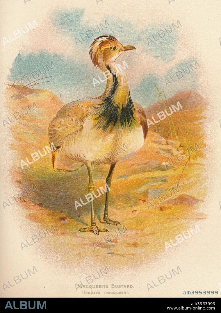 'Macqueen's Bustard (Houbara macqueeni)', 1900, (1900). From The Game Birds and Wild Fowl of The British Islands, by Charles Dixon, illustrated by Charles Whymper. [Pawson & Brailsford, Sheffield, 1900].
