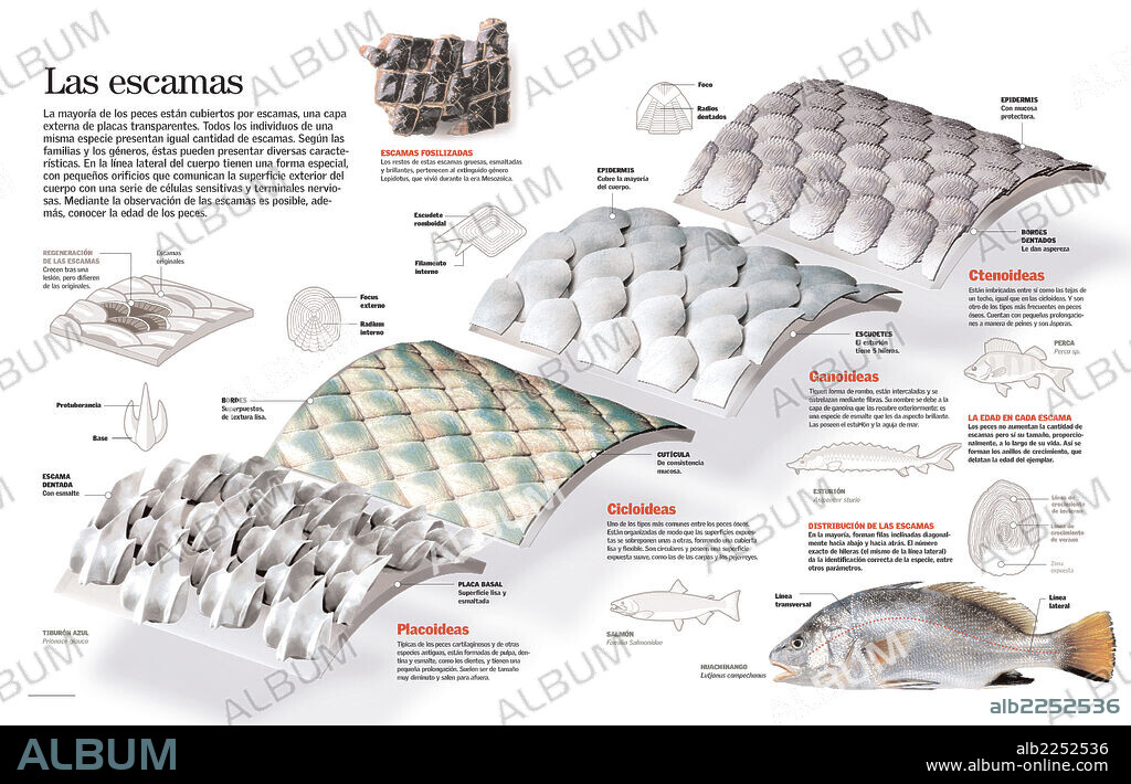 Las escamas. Infografía de los distintos tipos de escamas de los peces.