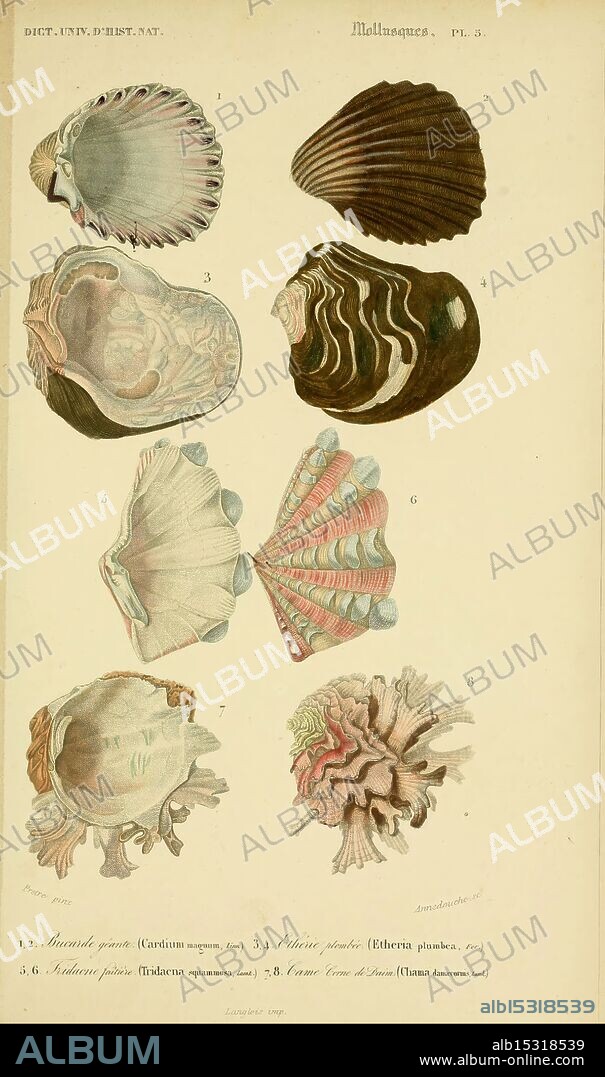 Dictionnaire universel d'histoire naturelle, v. 3 1849 Atlas Zoologie-Botanique Paris, 1847-1849, natural history, dictionaries, libraries, This illustration showcases a variety of mollusks, highlighting their distinct shell shapes and patterns. The collection includes different species, each numbered for reference: 1. **Cardium edule** - a bivalve with a rounded, ridged shell, typically found in sandy environments. 2. **Cockle** - featuring a fan-like arrangement of ribs, often admired for its delicate structure. 3. **Scallop** - known for its beautifully scalloped edges and vibrant colors, it is a popular shell among collectors. 4. **Keyhole limpet** - characterized by its unique, rounded shape with a small opening at the top, commonly found on rocky shores. 5. **Ch.