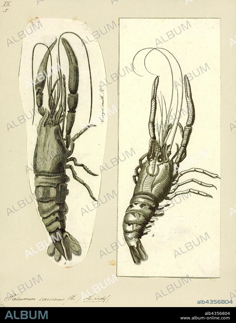 Palaemon carcinus, Print, Macrobrachium carcinus is a species of freshwater shrimp native to streams, rivers and creeks from Florida to southern Brazil. It is the largest known species of Neotropical freshwater prawn, growing up to 30 centimetres (12 in) long and weighing as much as 850 grams (30 oz), although even larger specimens have been reported. It is an important species for commercial fishing in the Sao Francisco area, where it is known by the local name of pitu. M. carcinus is omnivorous, with a diet consisting of molluscs, small fish, algae, leaf litter and insects.