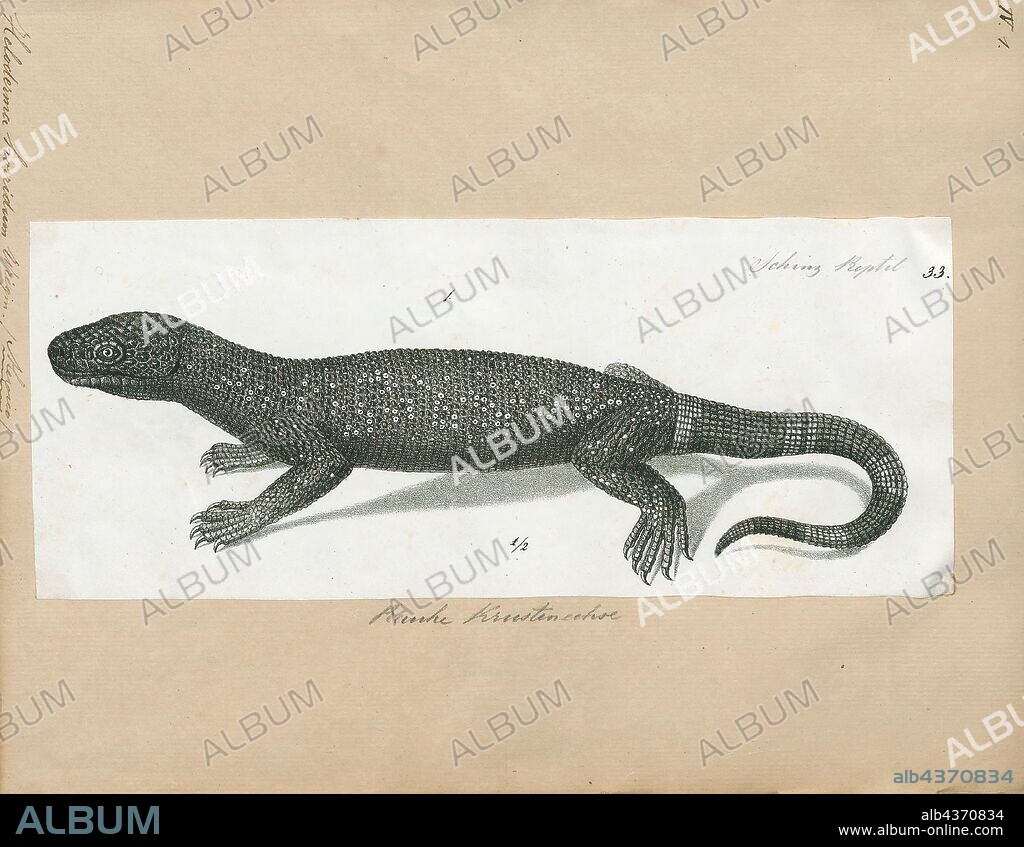Heloderma horridum, Print, The Mexican beaded lizard (Heloderma horridum) is a species of lizard in the family Helodermatidae, one of the two species of venomous beaded lizards found principally in Mexico and southern Guatemala. It and its congener (member of the same genus) the Gila monster (Heloderma suspectum) are the only lizards known to have evolved an overt venom delivery system. The Mexican beaded lizard is larger than the Gila monster, with duller coloration, black with yellowish bands. As it is a specialized predator that feeds primarily upon eggs, the primary use of its venom is still a source of debate among scientists. However, this venom has been found to contain several enzymes useful for manufacturing drugs in the treatment of diabetes, and research on the pharmacological use of its venom is ongoing., 1700-1880.
