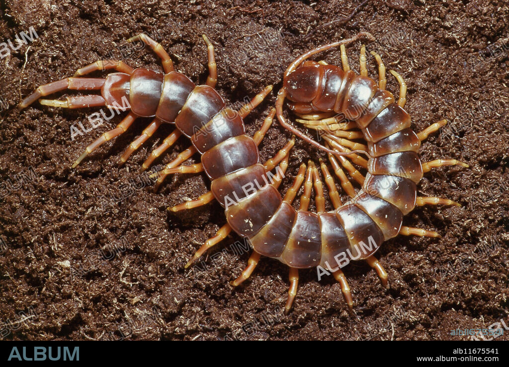 Giant South American centipede (Scolopendra sp.).