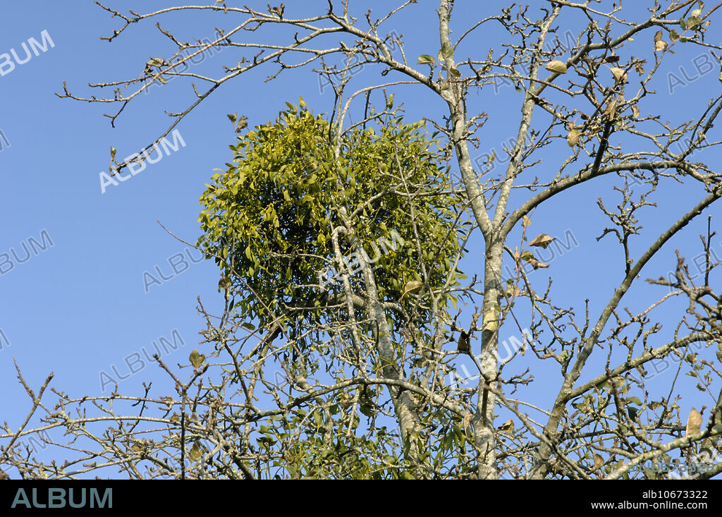Mistletoe (Viscum album) mature plants in an old cider apple tree (Malus communis) in autumn. Somerset, England.