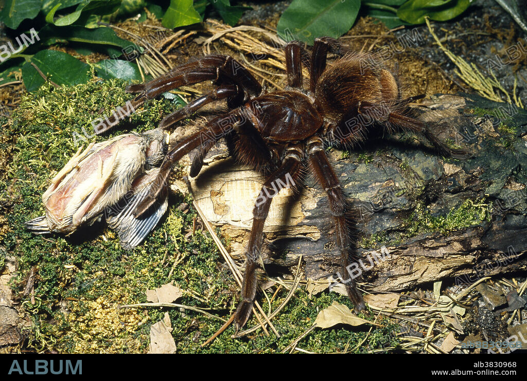 A Pinkfoot Goliath Tarantula (Theraphosa apophysis), possibly the largest spider in the world, ranging in size from nine to thirteen inches. This one is eating a small bird.