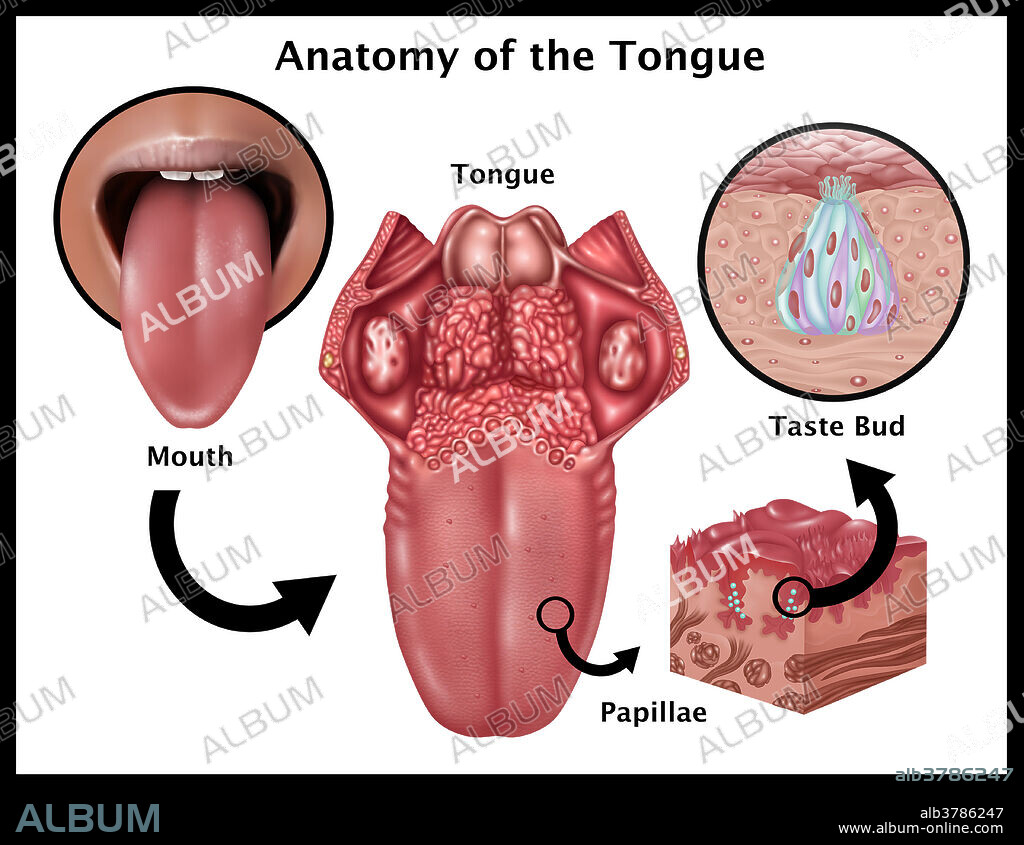 Illustration depicting the anatomy of taste. At the middle is an image of the tongue highlighting the papillae. Inset at right are a detailed close ups of papillae (bottom inset) and the structure of a taste bud (top inset). Papillae found on the base of the tongue include: circumvallate (or vallate) papilla, fungiform papilla, foliate papilla, and filiform papilla.