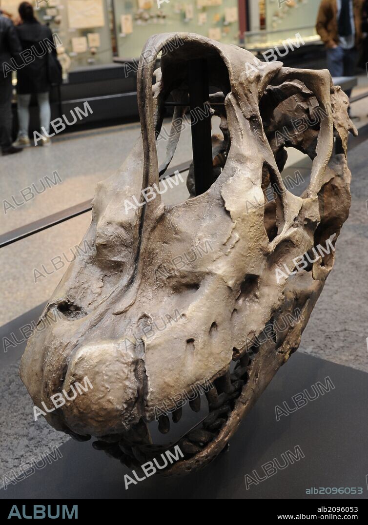 Dinosaurs hall. Skull of a Brachiosaurus, genus of dinosaurs sauropods braquiosáuridos, that lived at the end of the Jurassic period, approximately 152 and 145 million years ago. Museum fur Naturkunde (Museum of Natural History). Berlin Germany. Europe.