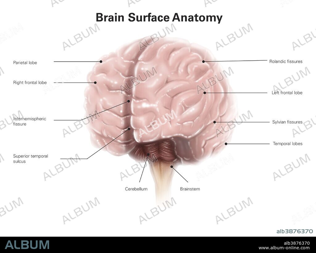 Brain surface anatomy, with labels.