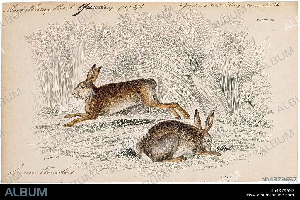 Lepus timidus, Print, The mountain hare (Lepus timidus), also known as blue hare, tundra hare, variable hare, white hare, snow hare, alpine hare, and Irish hare, is a Palearctic hare that is largely adapted to polar and mountainous habitats., 1700-1880.