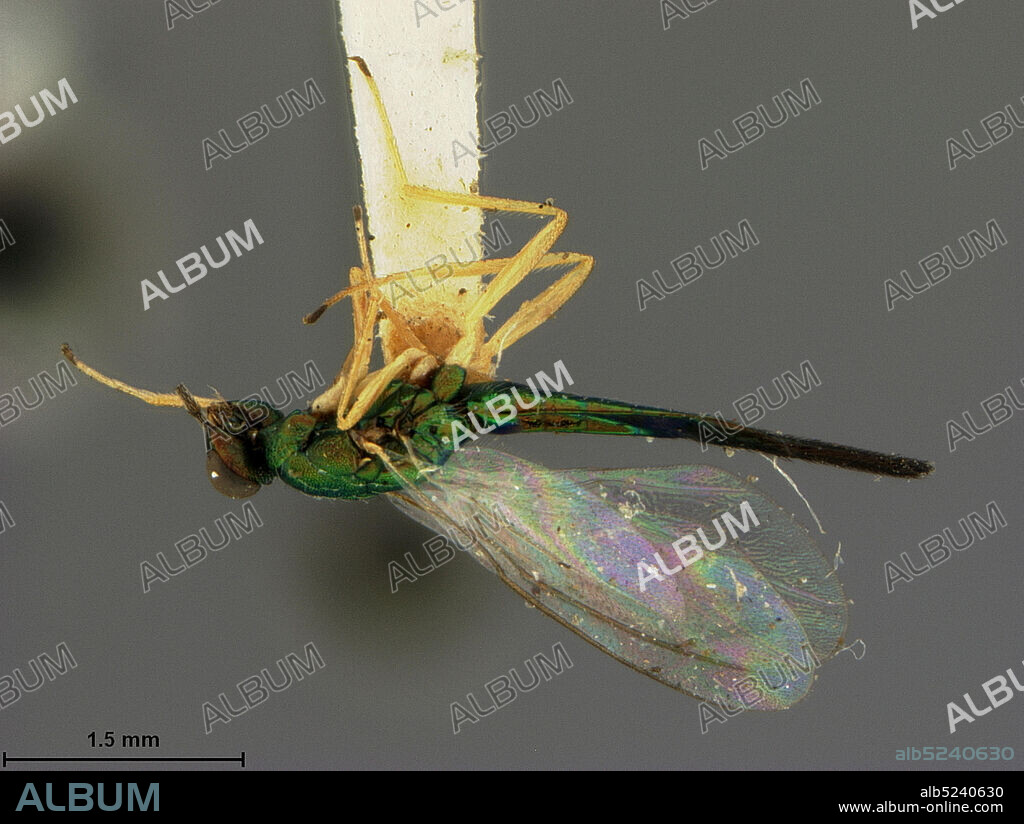 Atami, Honsh? Island, Shizuoka Prefecture, Japan, Sympiesis mikado Ashmead, 1904, Animalia, Arthropoda, Insecta, Hymenoptera, Eulophidae, Eulophinae.