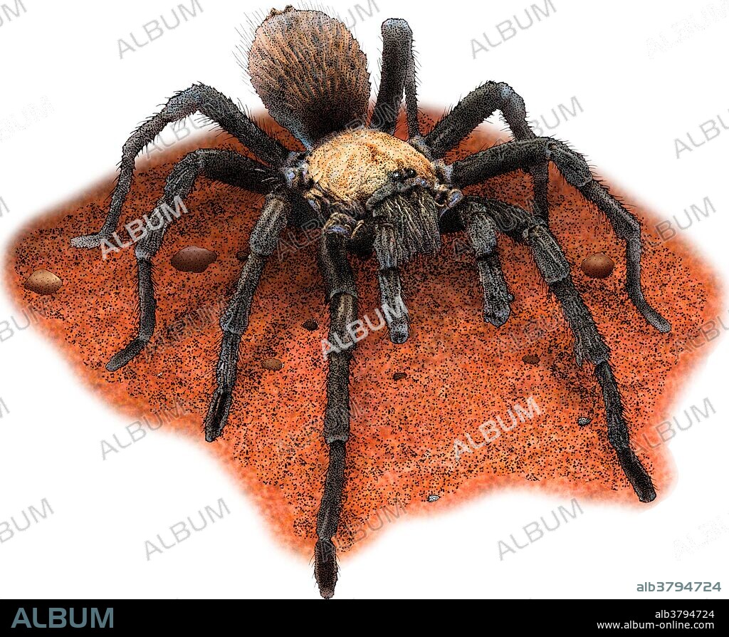 Illustration of the Western Desert Tarantula (Aphonopelma chalcodes), a species of tarantula with a limited distribution in the deserts of Arizona and Mexico.