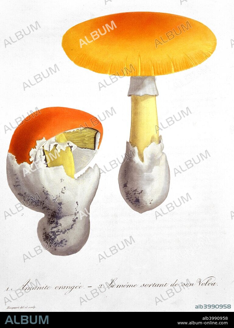 Amanita Caesaria (Caesar's Mushroom), 1821. From Phytographie Medicale by Joseph Roques.
