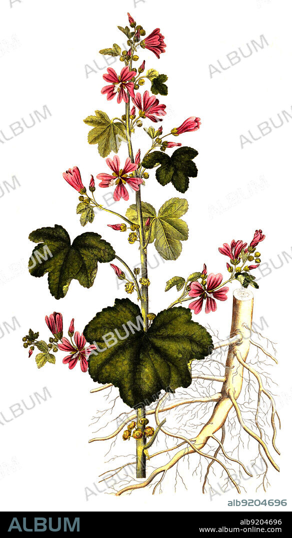 Wilde Malve, Malva sylvestris, auch Große Käsepappel und Rosspappel / Malva sylvestris is a species of the mallow genus Malva in the family of Malvaceae and is considered to be the type species for the genus. Known as common mallow to English-speaking Europeans, it acquired the common names of cheeses, high mallow and tall mallow, historical, digital improved reproduction of an original from the 19th century / digital restaurierte Reproduktion einer Originalvorlage aus dem 19. Jahrhundert, genaues Originaldatum nicht bekannt.