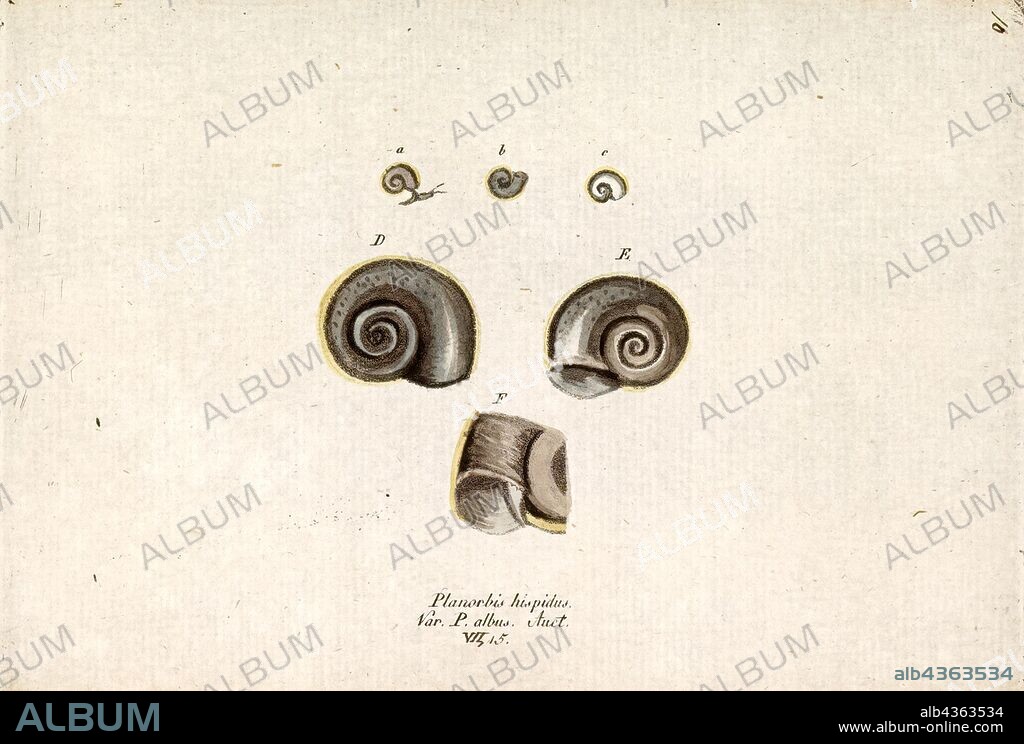 Planorbis hispidus, Print, Gyraulus albus, common name White Ramshorn, is a small species of freshwater snail, an aquatic pulmonate gastropod mollusk in the family Planorbidae, the ram's horn snails.
