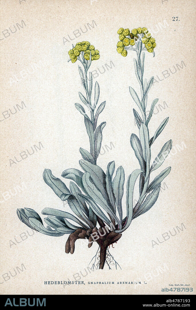 IMMORTELLE Helichrysum arenarium ou Gnaphalium arenarium. Chromolithographie in La FLORE des pays nordiques , 1905. les illustrations sont realisees a partir des oeuvres de Johan Wilhelm Palmstruch (1802-1843). Chromolithograph from Carl Lindman's "Bilder ur Nordens Flora" (Pictures of Northern Flora), Stockholm, Wahlstr¨m & Widstrand, 1905. Lindman (1856-1928) was Professor of Botany at the Swedish Museum of Natural History (Naturhistoriska Riksmuseet). The chromolithographs were based on Johan Wilhelm Palmstruch's "Svensk botanik" (1802-1843).