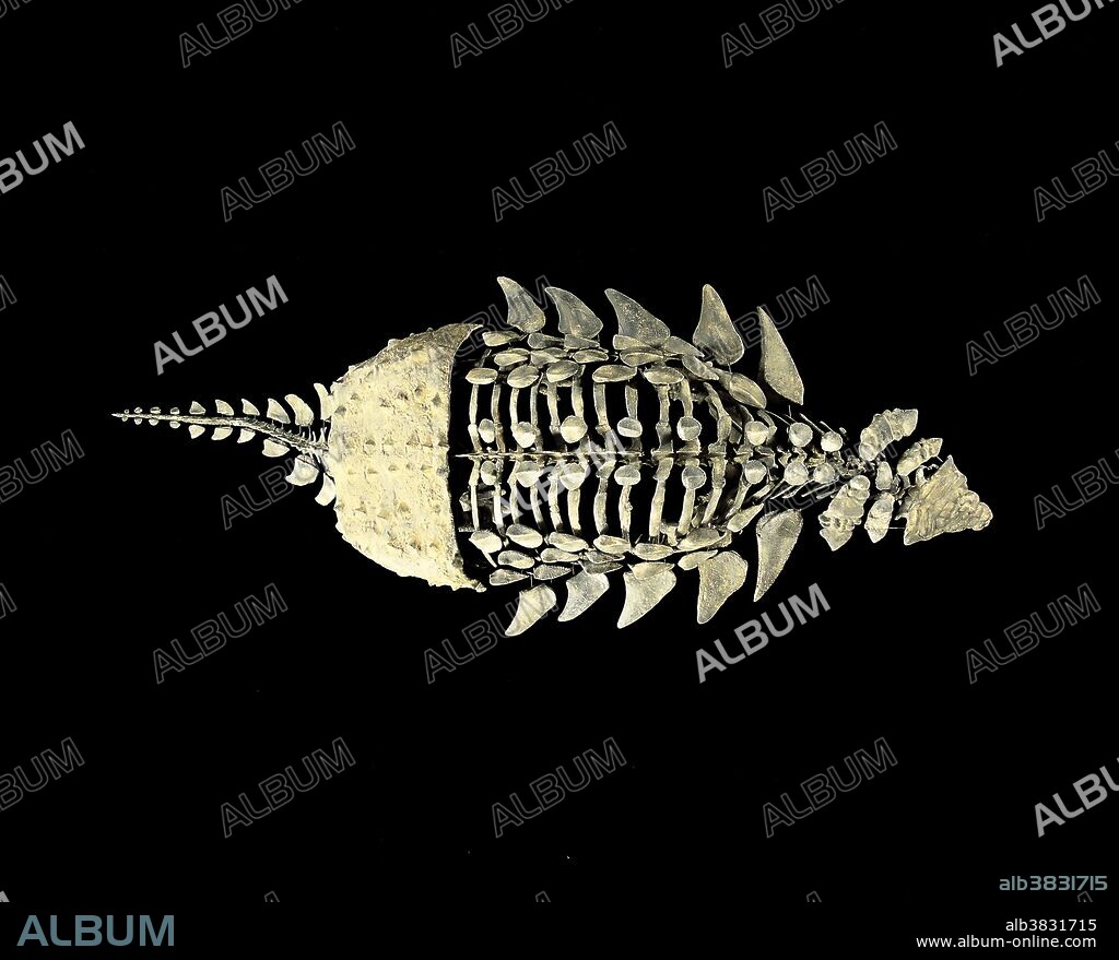 Dinosaurs: Ankylosaurs. Mymoorapelta maysi, Mygatt-Moore quarry, Morrison Formation, Upper Jurassic, Colorado. Length 11ft; Height 32in. Reconstruction: Gaston Design, Fruita, Colorado, USA.