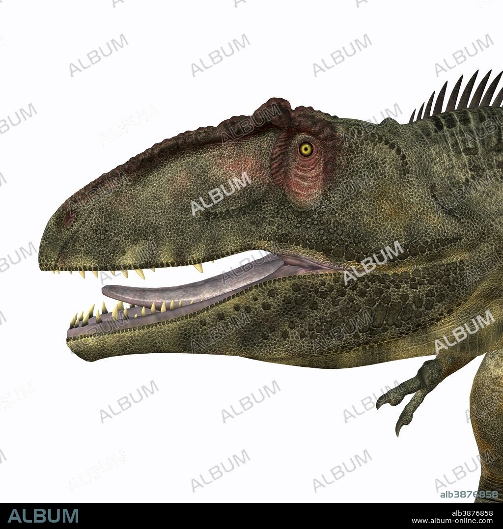 Giganotosaurus was a theropod carnivorous dinosaur that lived in the Cretaceous Period of Argentina.