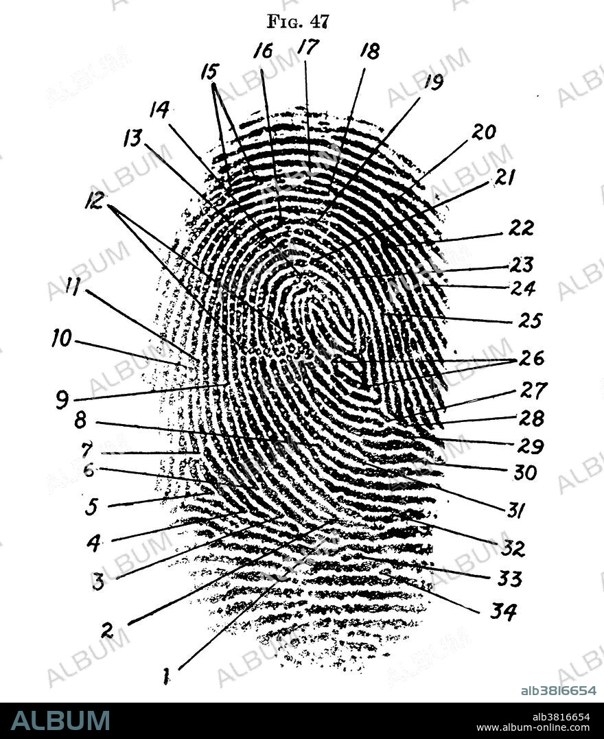 Fingerprint Diagram, 1940