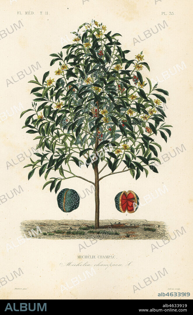 Champak tree, Magnolia champaca, Michelia champaca, Michelie champac. Handcoloured steel engraving by Lebrun after a botanical illustration by Edouard Maubert from Pierre Oscar Reveil, A. Dupuis, Fr. Gerard and Francois Herincqs La Regne Vegetal: Flore Medicale, L. Guerin, Paris, 1864-1871.