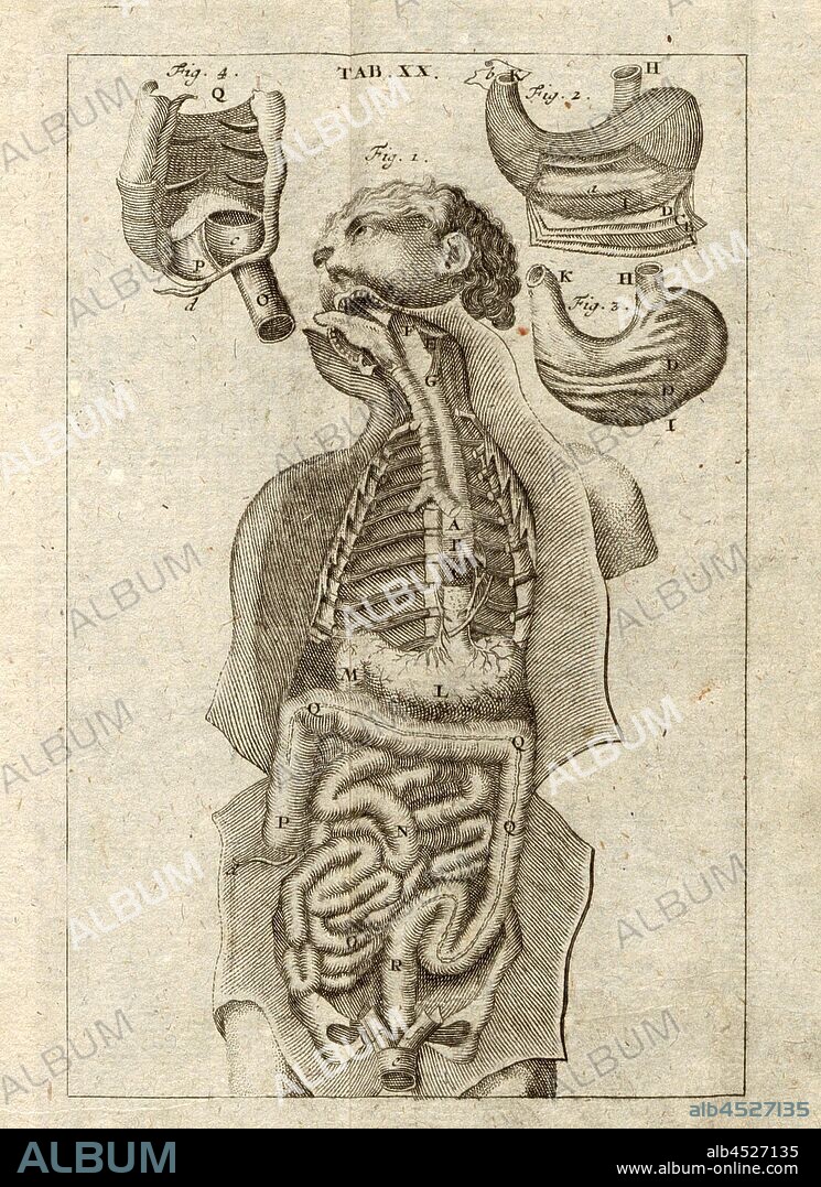 From the pharynx, stomach and intestines, The digestive organs, Plate 20, p. 250, Kulmus, Johann Adam, Johann Adam Kulmus: Anatomische Tabellen: nebst darzu gehörigen Anmerkungen [...]. Siebente verbesserte Ausgabe. Augsburg: verlegts Elias Tobias Lotter, 1764.
