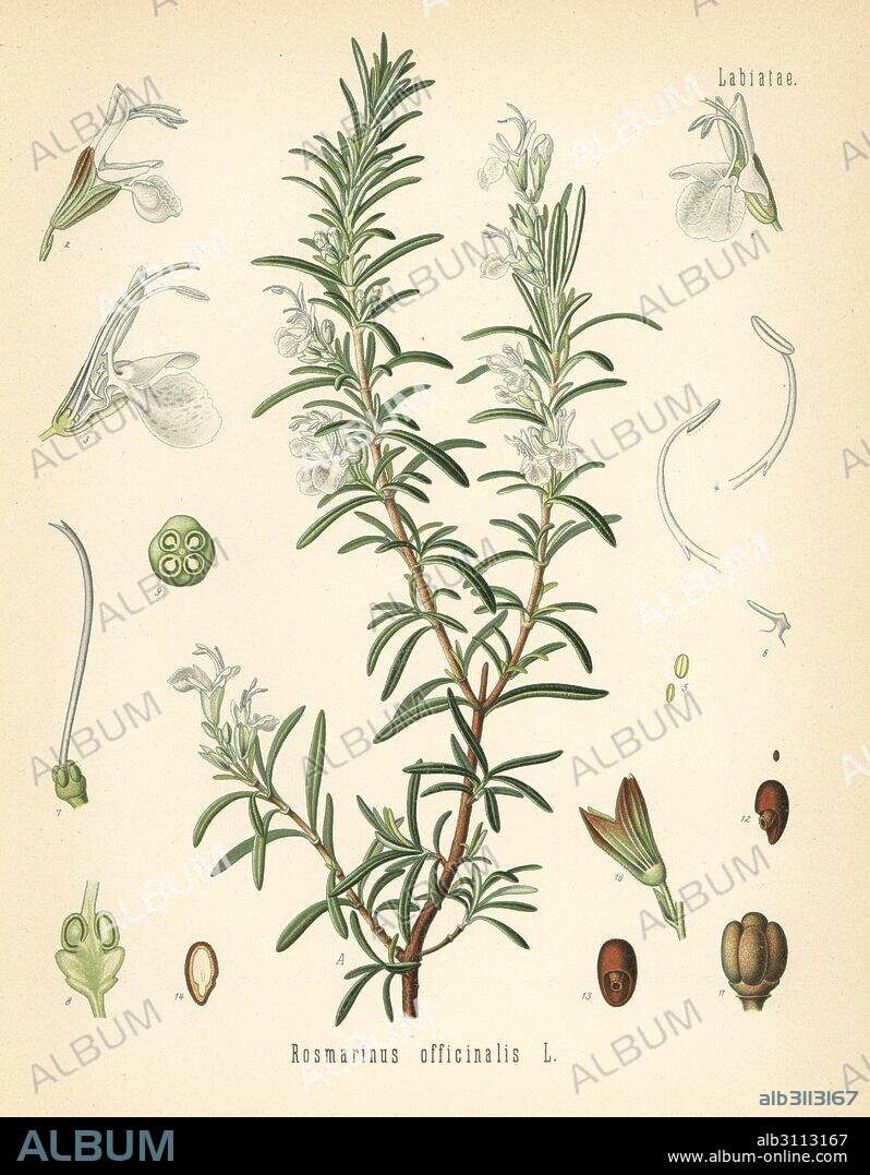 Rosemary, Rosmarinus officinalis. Chromolithograph after a botanical illustration from Hermann Adolph Koehler's Medicinal Plants, edited by Gustav Pabst, Koehler, Germany, 1887.