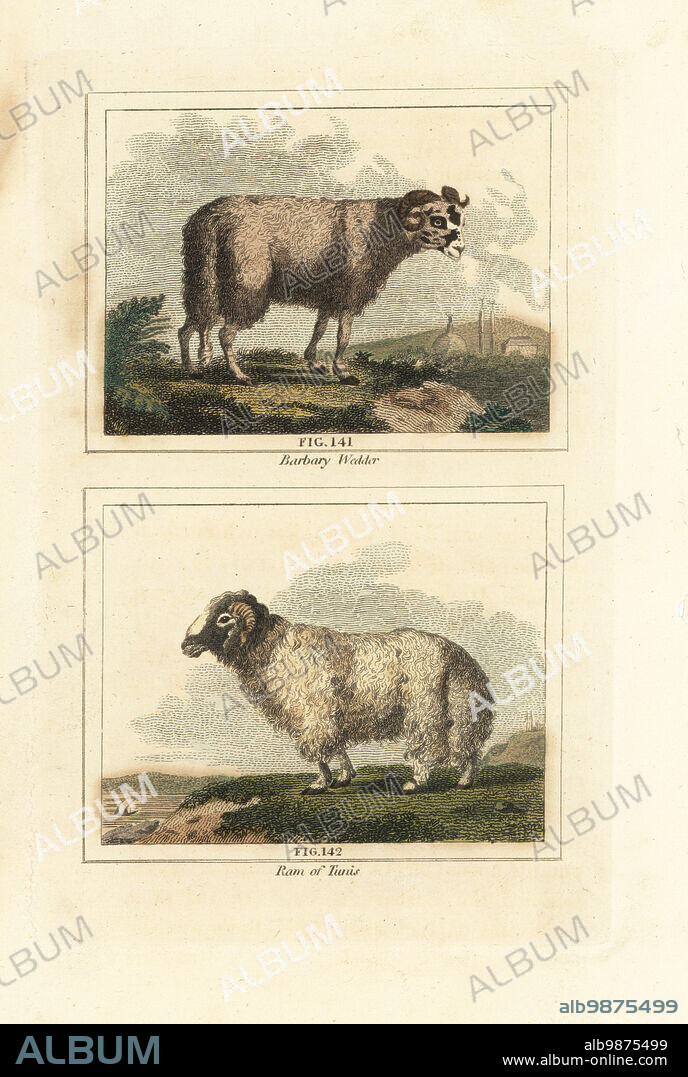 Broad tailed sheep, Ovis aries subsp. laticaudata 141, 142, known as Barbary wedder, and Tunis sheep. Handcoloured copperplate engraving after Jacques de Seve from James Smith Barrs edition of Comte Buffons Natural History, A Theory of the Earth, General History of Man, Brute Creation, Vegetables, Minerals, T. Gillet, H. D. Symonds, Paternoster Row, London, 1807.
