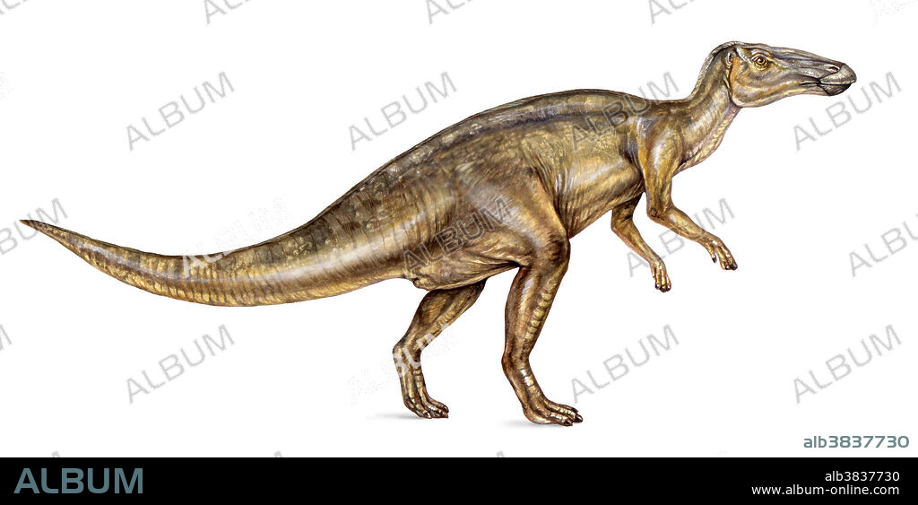 Edmontosaurus, a duck-billed dinosaur of the Late Cretaceous (Mesozoic). This bipedal plant-eating hadrosaur species lived in herds in upland areas.
