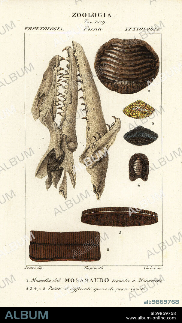 Fossil skull of an extinct Mososaurus found at Maastricht 1, and palates of extinct fish 2-5. Mascella del Mososauro trovata a Maestricht, Palati di differenti specie di pesci ignoti. Handcoloured copperplate stipple engraving from Antoine Laurent de Jussieu's Dizionario delle Scienze Naturali, Dictionary of Natural Science, Florence, Italy, 1837. Illustration engraved by Carini, drawn by Jean Gabriel Pretre and directed by Pierre Jean-Francois Turpin, and published by Batelli e Figli. Turpin (1775-1840) is considered one of the greatest French botanical illustrators of the 19th century.