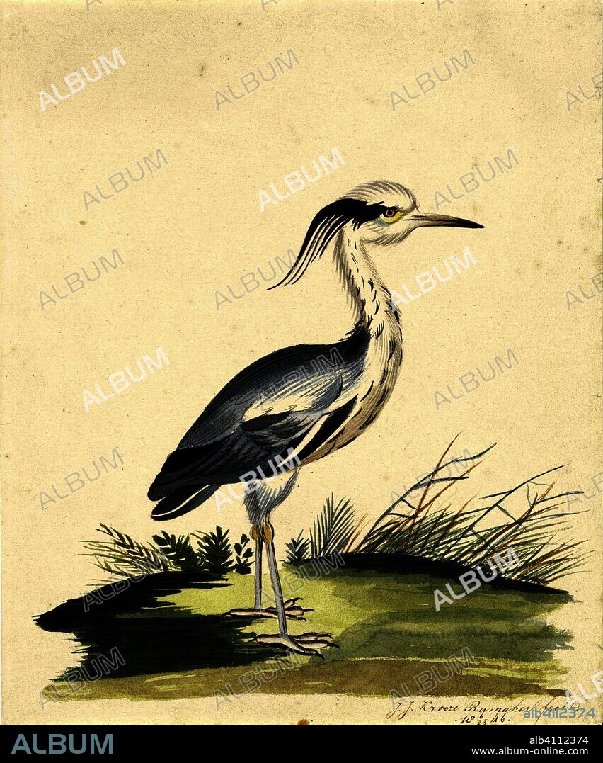 J. J. RAMAKER. Egret. Draughtsman: J.J. Ramaker. Dating: 23-Jun-1846. Measurements: h 216 mm × w 179 mm.