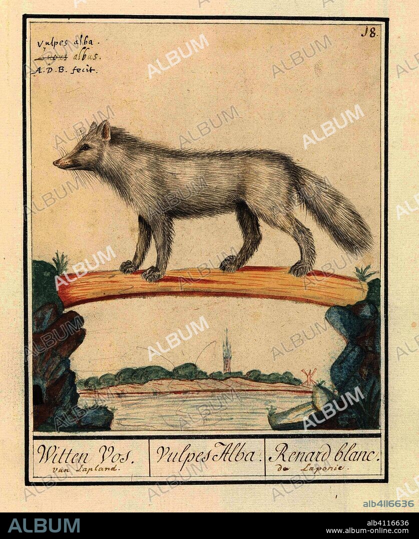 Poolvos (Vulpes lagopus). Witten Vos. / Vulpes Alba. / Renard blanc. de Laponie (title on object). Draughtsman: Anselmus Boëtius de Boodt (mentioned on object). Dating: 1596 - 1610. Place: Praag. Measurements: h 204 mm × w 175 mm.
